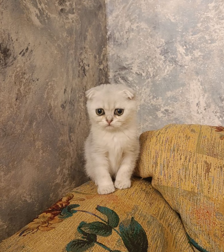 котенок шотландский